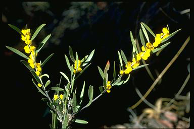 APII jpeg image of Acacia lanigera  © contact APII