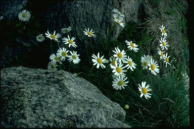 APII jpeg image of Brachyscome nivalis var. nivalis  © contact APII