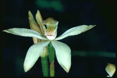 APII jpeg image of Caladenia angustata  © contact APII