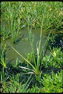 APII jpeg image of Carex gaudichaudiana  © contact APII