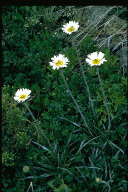 APII jpeg image of Celmisia longifolia  © contact APII