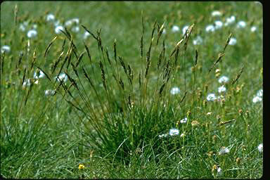 APII jpeg image of Rytidosperma nudiflorum  © contact APII