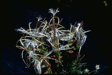 APII jpeg image of Epilobium gunnianum  © contact APII