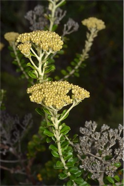 APII jpeg image of Ozothamnus obcordatus  © contact APII