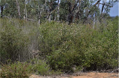 APII jpeg image of Thryptomene calycina  © contact APII