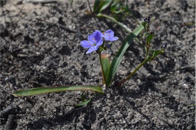 APII jpeg image of Chamaescilla corymbosa var. corymbosa  © contact APII