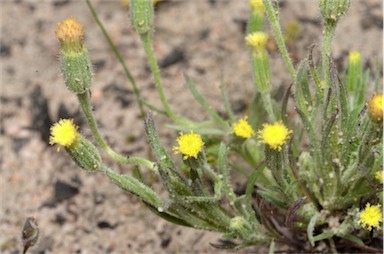 APII jpeg image of Millotia tenuifolia var. tenuifolia  © contact APII