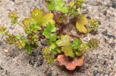 APII jpeg image of Hydrocotyle callicarpa  © contact APII