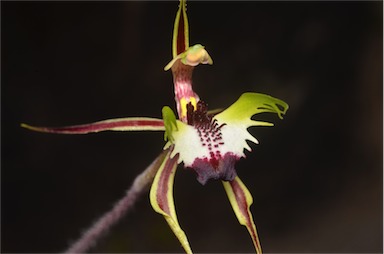 APII jpeg image of Caladenia tentaculata  © contact APII