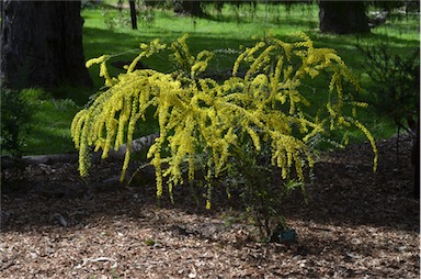 APII jpeg image of Acacia verniciflua  © contact APII