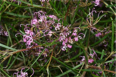 APII jpeg image of Grevillea gariwerdensis  © contact APII