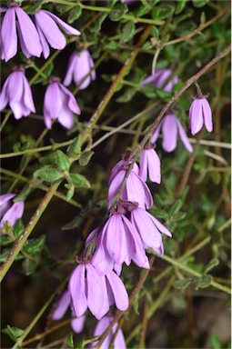 APII jpeg image of Tetratheca ciliata  © contact APII