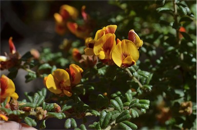 APII jpeg image of Pultenaea scabra  © contact APII