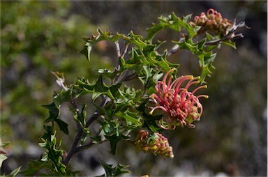 APII jpeg image of Grevillea aquifolium  © contact APII