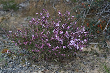 APII jpeg image of Boronia pilosa subsp. pilosa  © contact APII