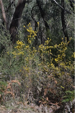 APII jpeg image of Pultenaea benthamii  © contact APII