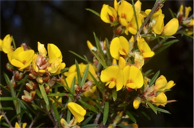 APII jpeg image of Pultenaea benthamii  © contact APII