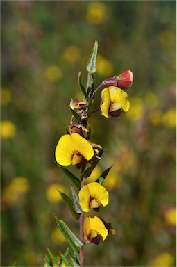 APII jpeg image of Bossiaea cinerea  © contact APII