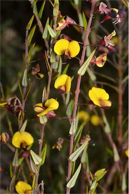 APII jpeg image of Bossiaea cinerea  © contact APII