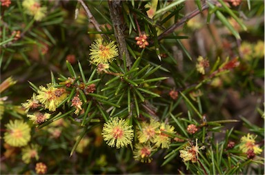 APII jpeg image of Acacia aculeatissima  © contact APII