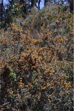 APII jpeg image of Pultenaea scabra  © contact APII