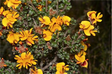 APII jpeg image of Pultenaea scabra  © contact APII