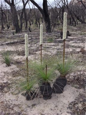 APII jpeg image of Xanthorrhoea australis  © contact APII