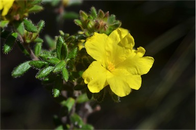 APII jpeg image of Hibbertia sericea var. sericea  © contact APII