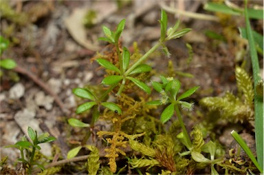 APII jpeg image of Galium murale  © contact APII