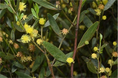 APII jpeg image of Acacia verniciflua  © contact APII