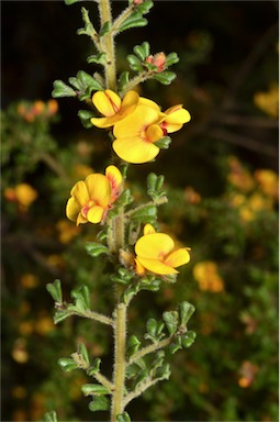 APII jpeg image of Pultenaea scabra  © contact APII