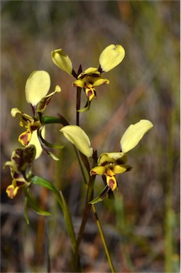 APII jpeg image of Diuris pardina  © contact APII