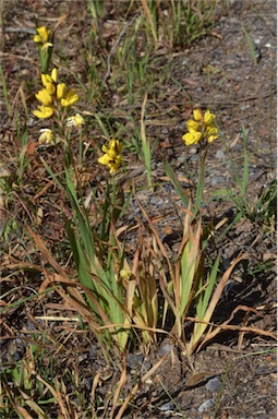 APII jpeg image of Ixia maculata  © contact APII