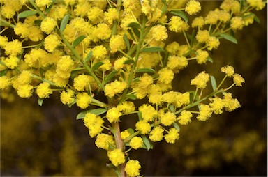 APII jpeg image of Acacia acinacea  © contact APII