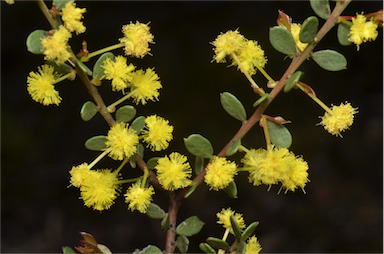 APII jpeg image of Acacia acinacea  © contact APII