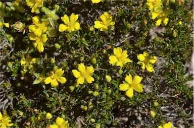 APII jpeg image of Hibbertia exutiacies  © contact APII