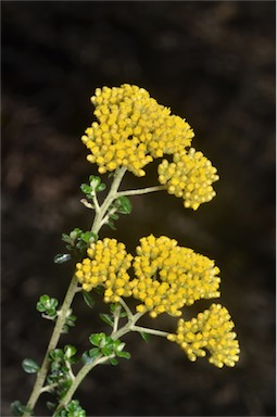 APII jpeg image of Ozothamnus obcordatus  © contact APII