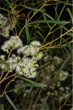 APII jpeg image of Eucalyptus viridis  © contact APII