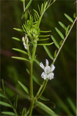 APII jpeg image of Vicia hirsuta  © contact APII