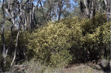 APII jpeg image of Pomaderris andromedifolia subsp. confusa  © contact APII