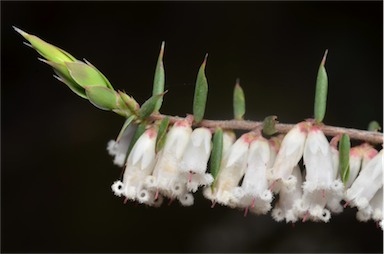 APII jpeg image of Leucopogon fletcheri subsp. brevisepalus  © contact APII