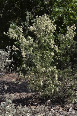 APII jpeg image of Grevillea australis  © contact APII