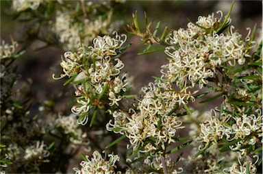 APII jpeg image of Grevillea australis  © contact APII