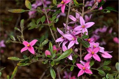 APII jpeg image of Boronia mollis 'Telopea Valley Star'  © contact APII