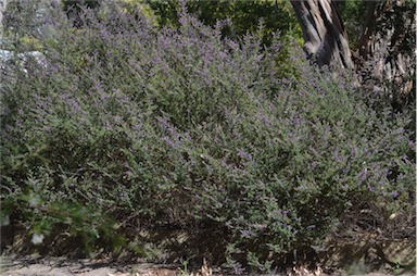 APII jpeg image of Prostanthera stricta  © contact APII