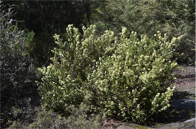 APII jpeg image of Grevillea trifida  © contact APII