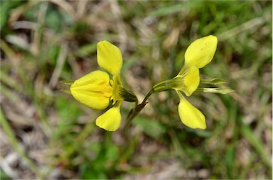 APII jpeg image of Diuris chryseopsis  © contact APII