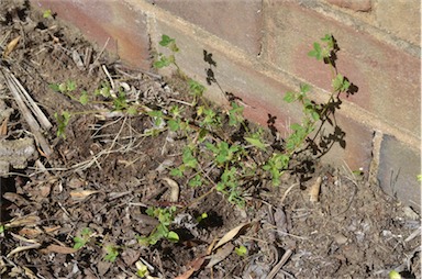 APII jpeg image of Trifolium glomeratum  © contact APII