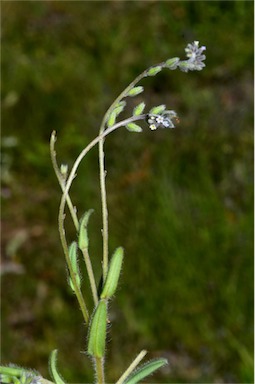 APII jpeg image of Myosotis discolor  © contact APII