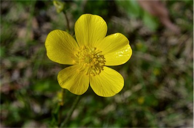 APII jpeg image of Ranunculus lappaceus  © contact APII